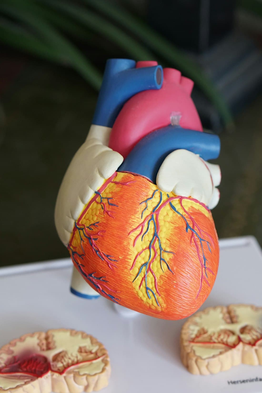 Anatomy
